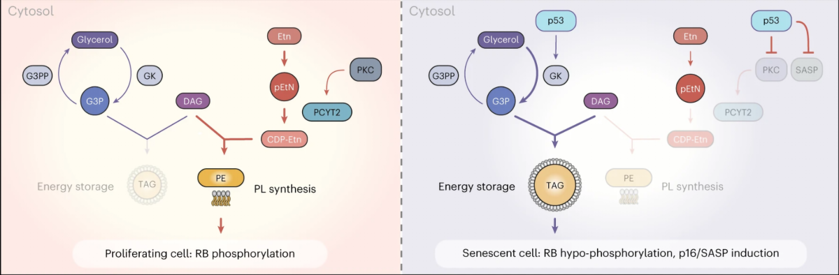 The role of a homeostatic switch which causes the accumulation of glycerol-3-phosphate and phosphoethanolamine, and triggers senescence by reorgan.